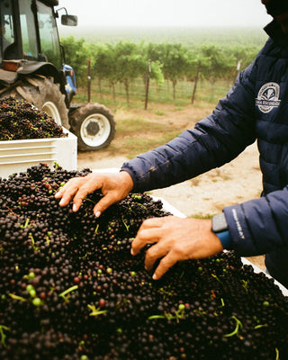 Harvest 2026 - Grapes grown on Sta. Rita Hills estate vineyard