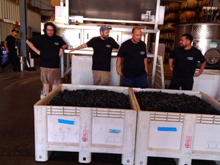 Harvest Dispatch - A Tale of Two Pinots