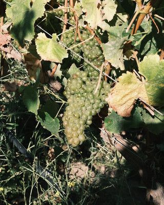 From Vineyard to Bottle: Our Estate-Grown Chenin Blanc